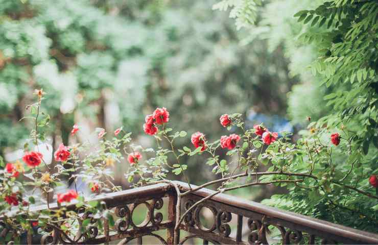 Un roseto su un balcone Inran.it 21112022