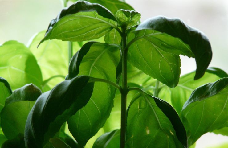 coltivare basilico inverno