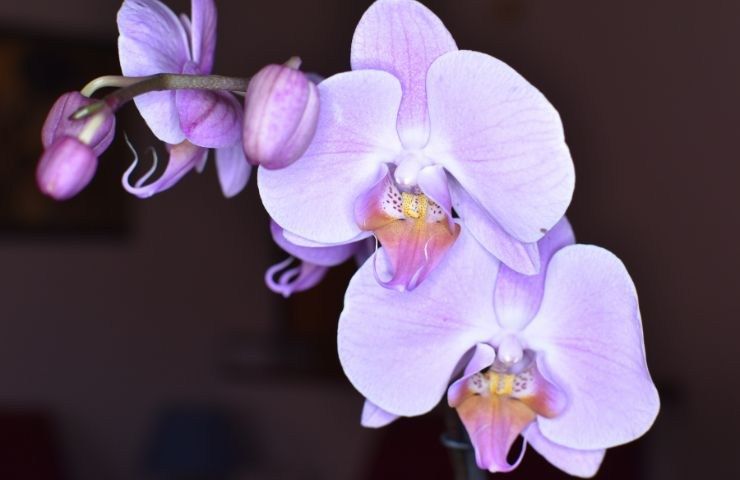 consigli fioritura orchidea