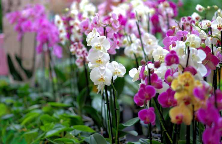 orchidee diverse