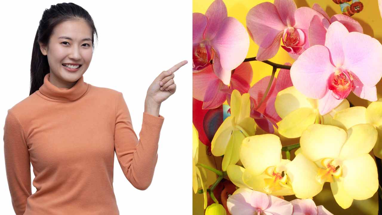 varietà orchidee