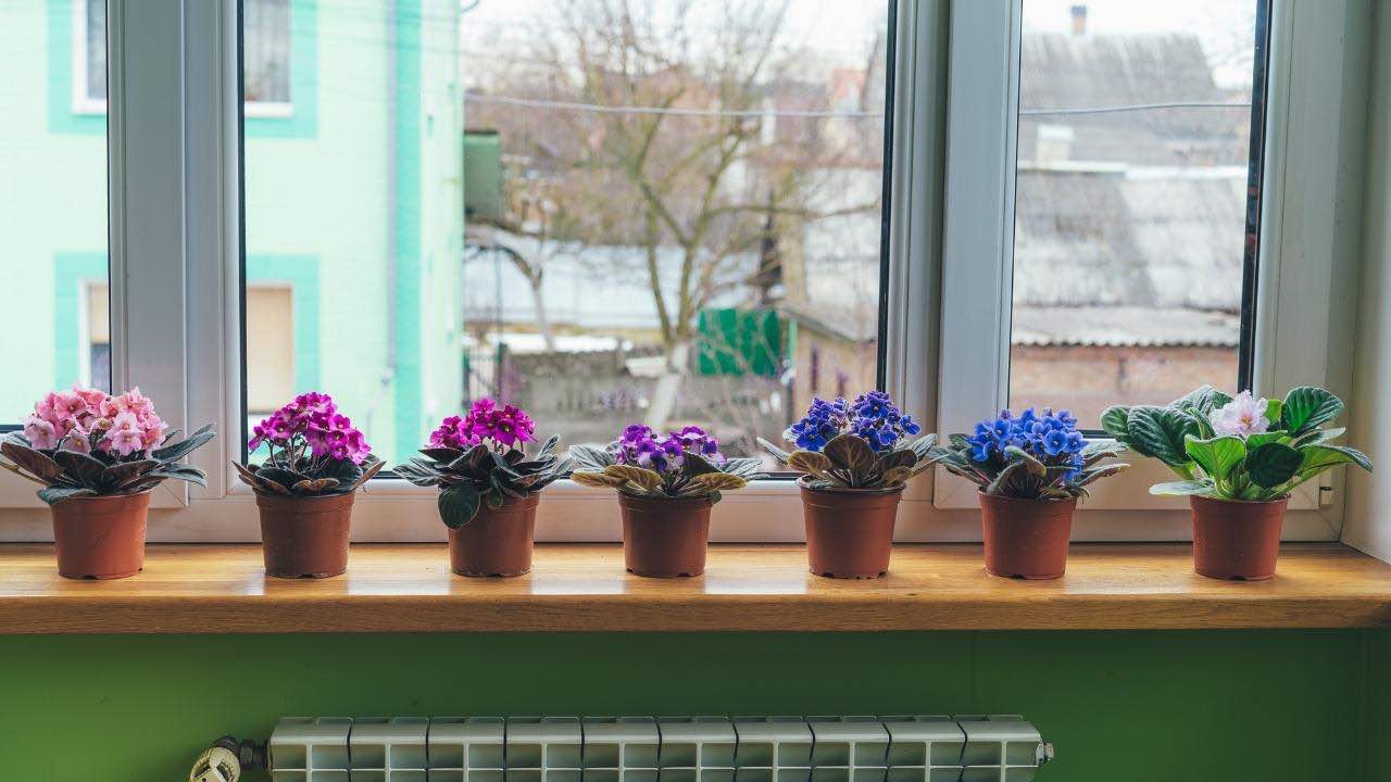 violette in casa