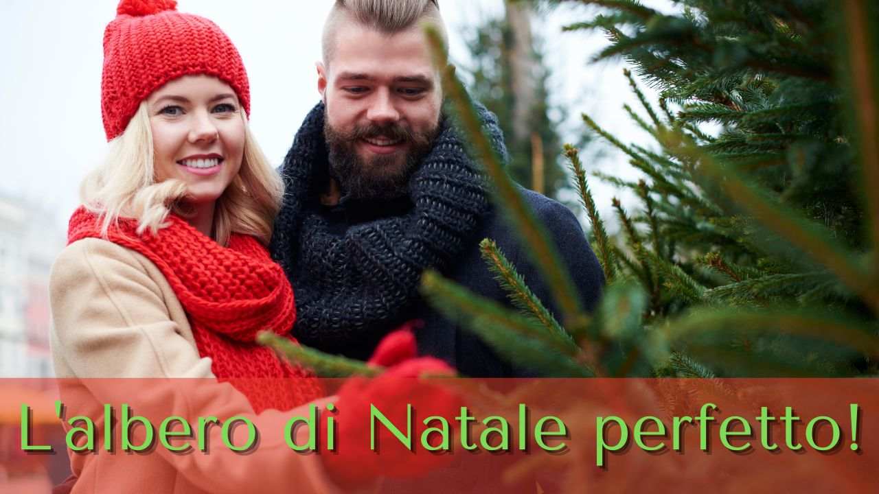 scegliere albero di Natale