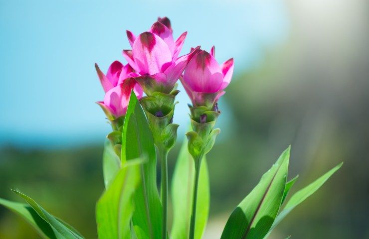 curcuma pianta