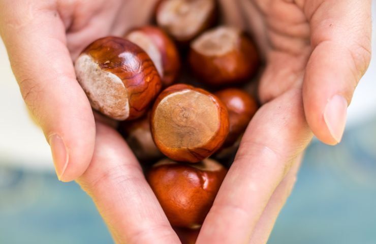 castagne in mano