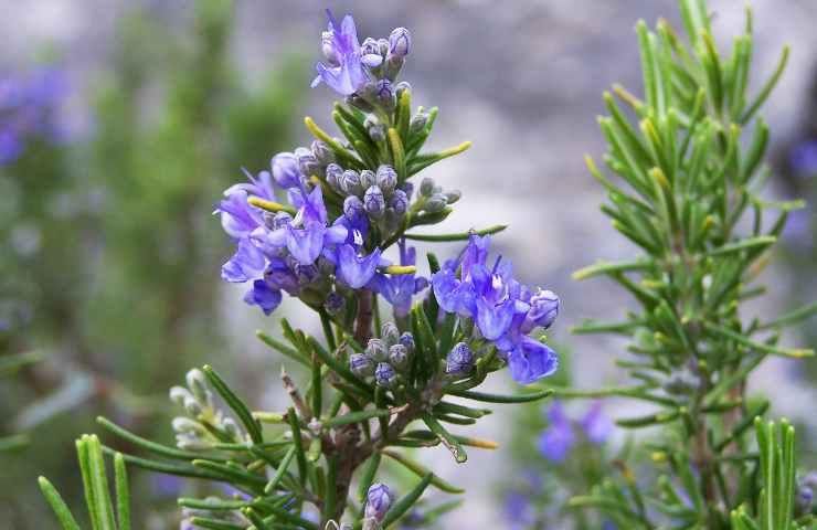 fiori di rosmarino