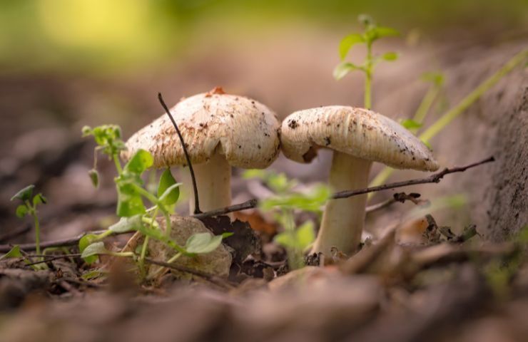 funghi nella terra