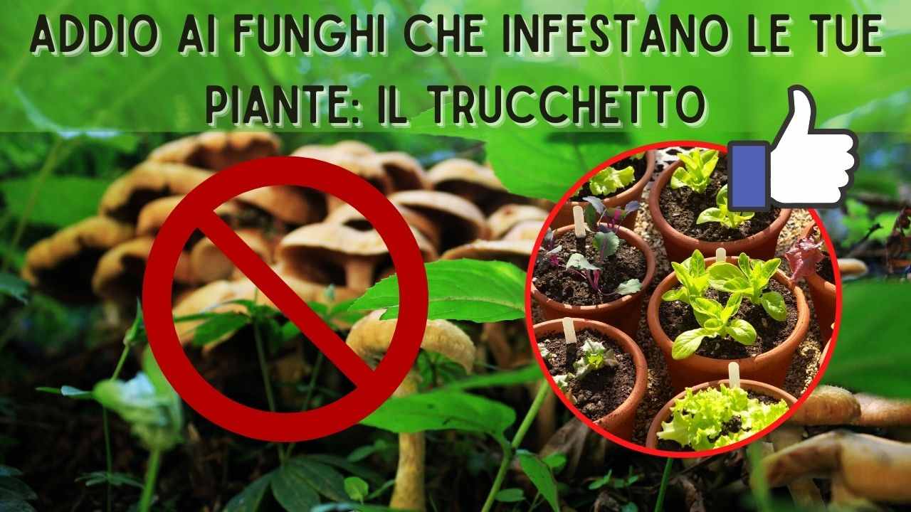 rimuovere funghi terriccio