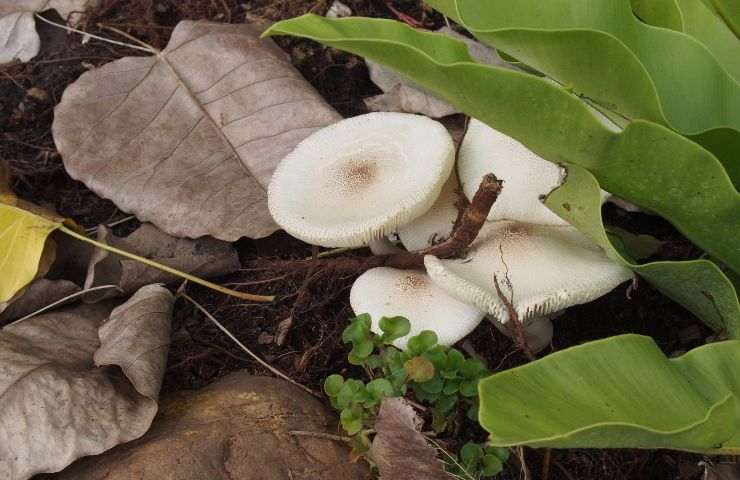 funghi bianchi