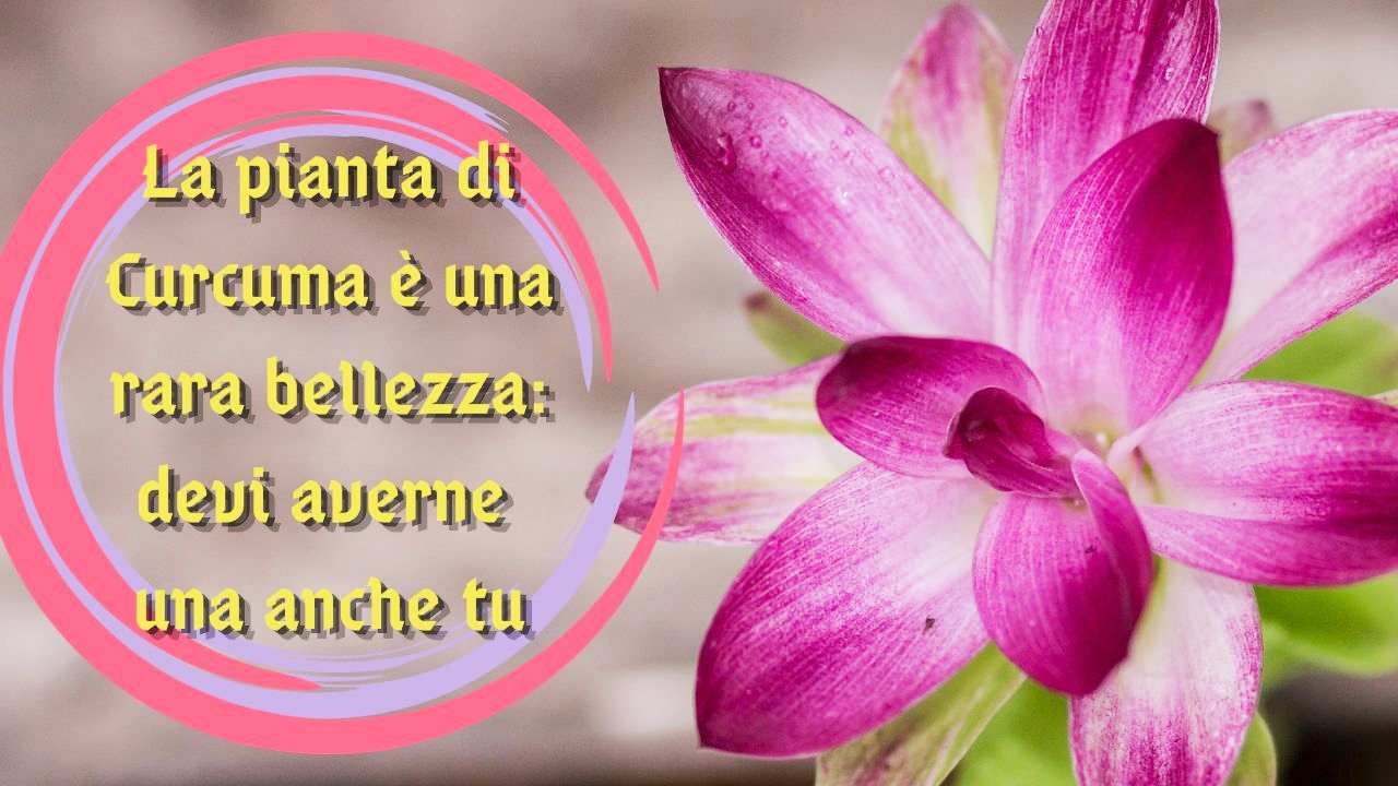 fiori di curcuma