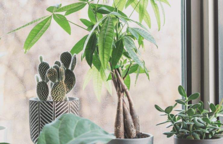 piante in casa