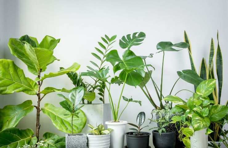 Sono Queste Le 5 Piante Pi Resistenti Al Mondo Del Tutto Immortali
