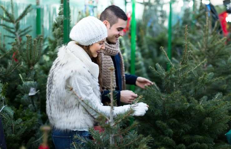 comprare albero di natale