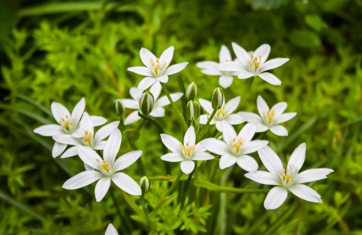 fiori ornitogallo