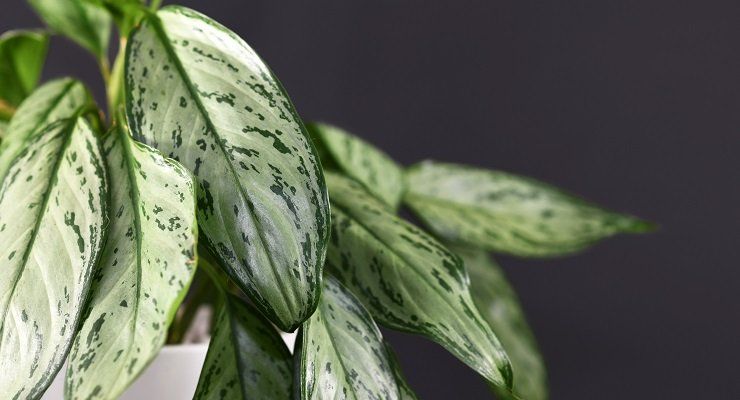 Aglaonema contro umidità