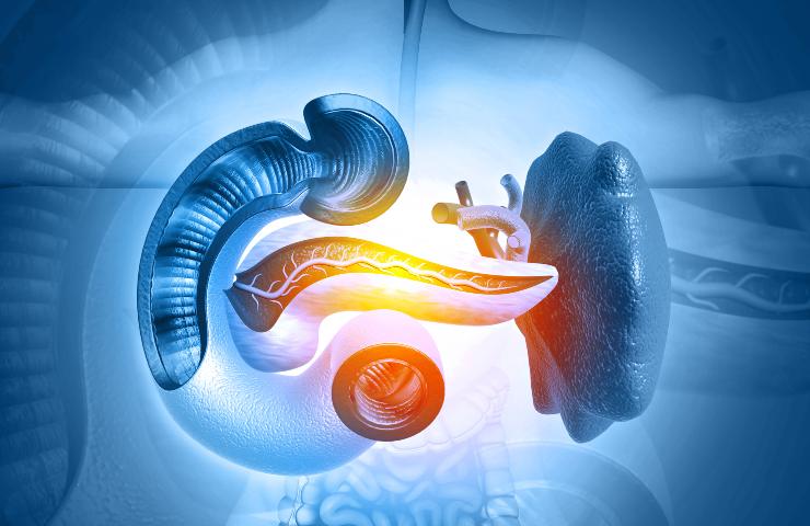 Apparato intestinale in salute