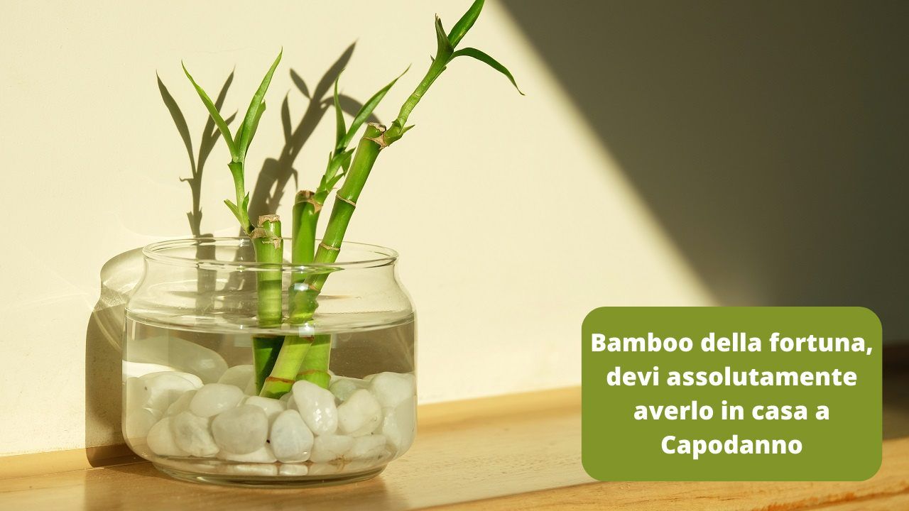 Bamboo della fortuna Capodanno