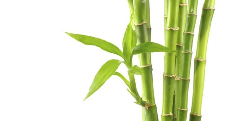 pianta Bamboo fortuna per Capodanno