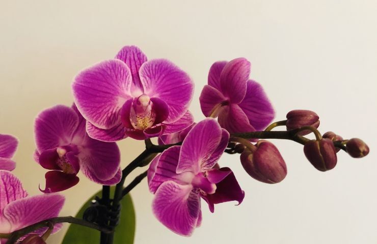 fertilizzante patata orchidee