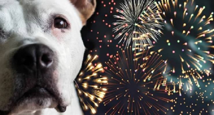 proteggere animali dai fuochi d'artificio