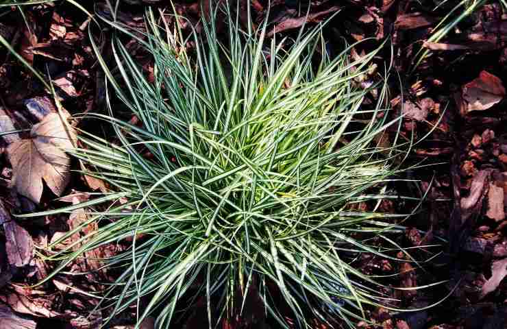 caratteristiche carex