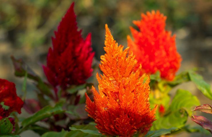 Celosia 