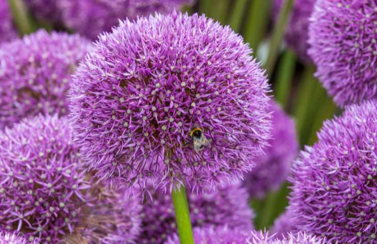 coltivazione Allium