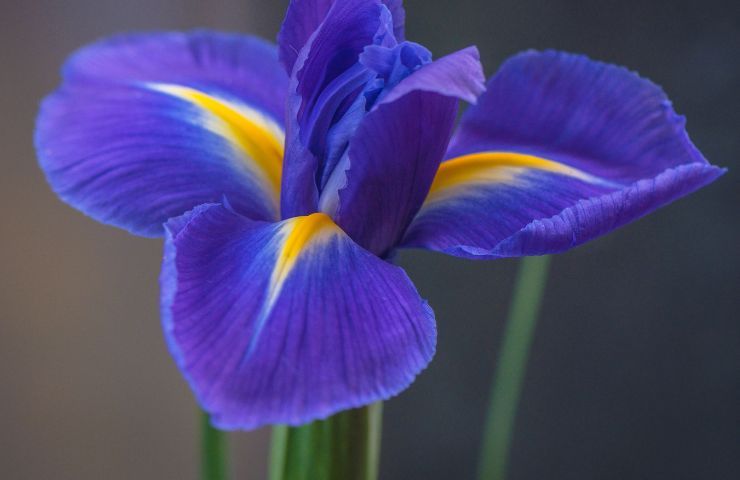 Coltivare iris