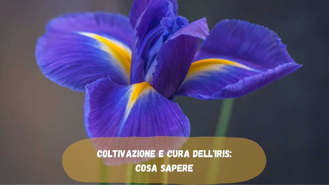 Cura iris