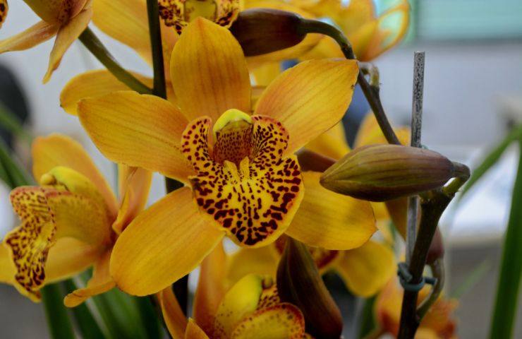 coltivazione orchidea esterno
