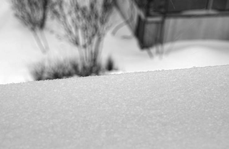 Dettaglio di un giardino innevato