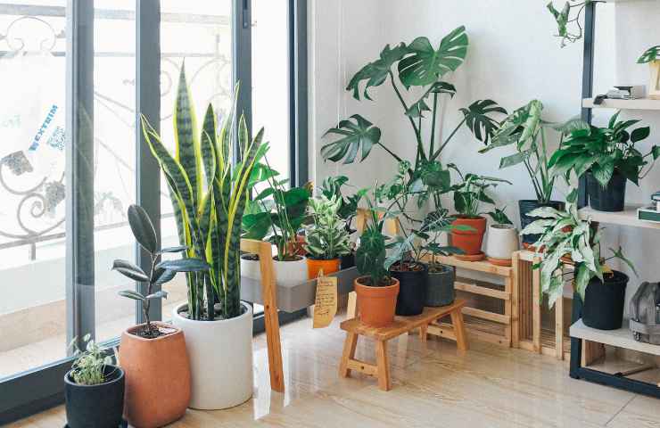 Diverse piante tenute in casa