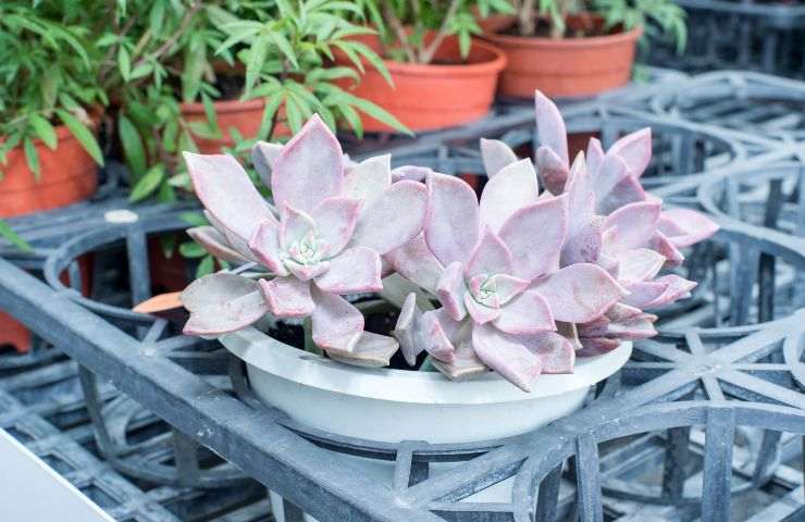 varietà Echeveria