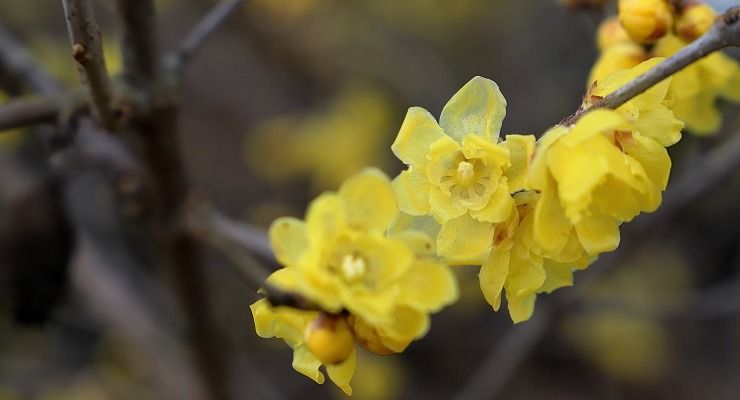 Fiore d'Inverno come si coltiva