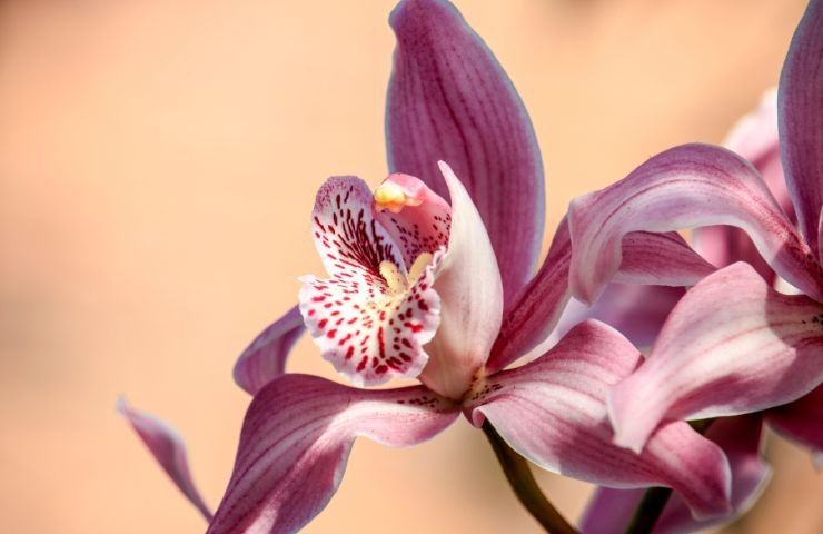 fioritura orchidea