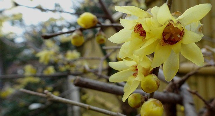 Come coltivare Fiori d'Inverno