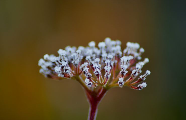 Decorazioni floreali di dicembre