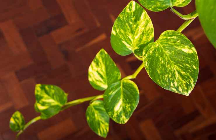 foglie Pothos