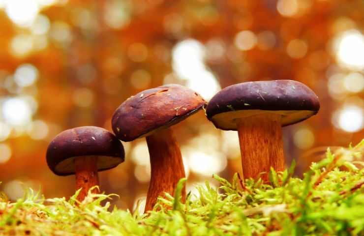 Funghi freschi montagna