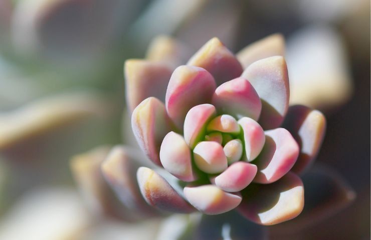 coltivazione Echeveria