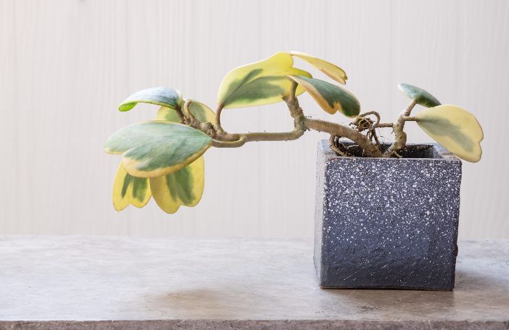 Hoya kerrii in vaso