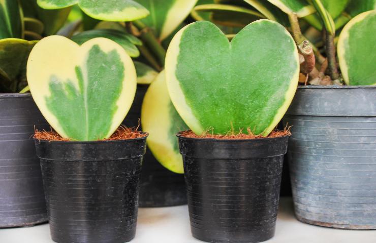 Hoya Kerrii pianta grassa forma di cuore