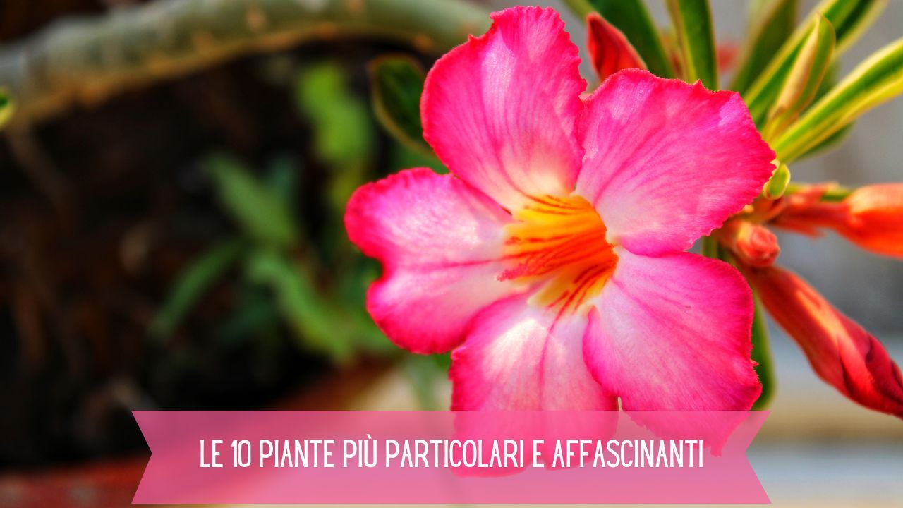 10 piante particolari