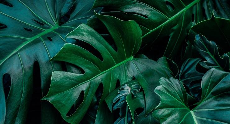 Monstera contro umidità