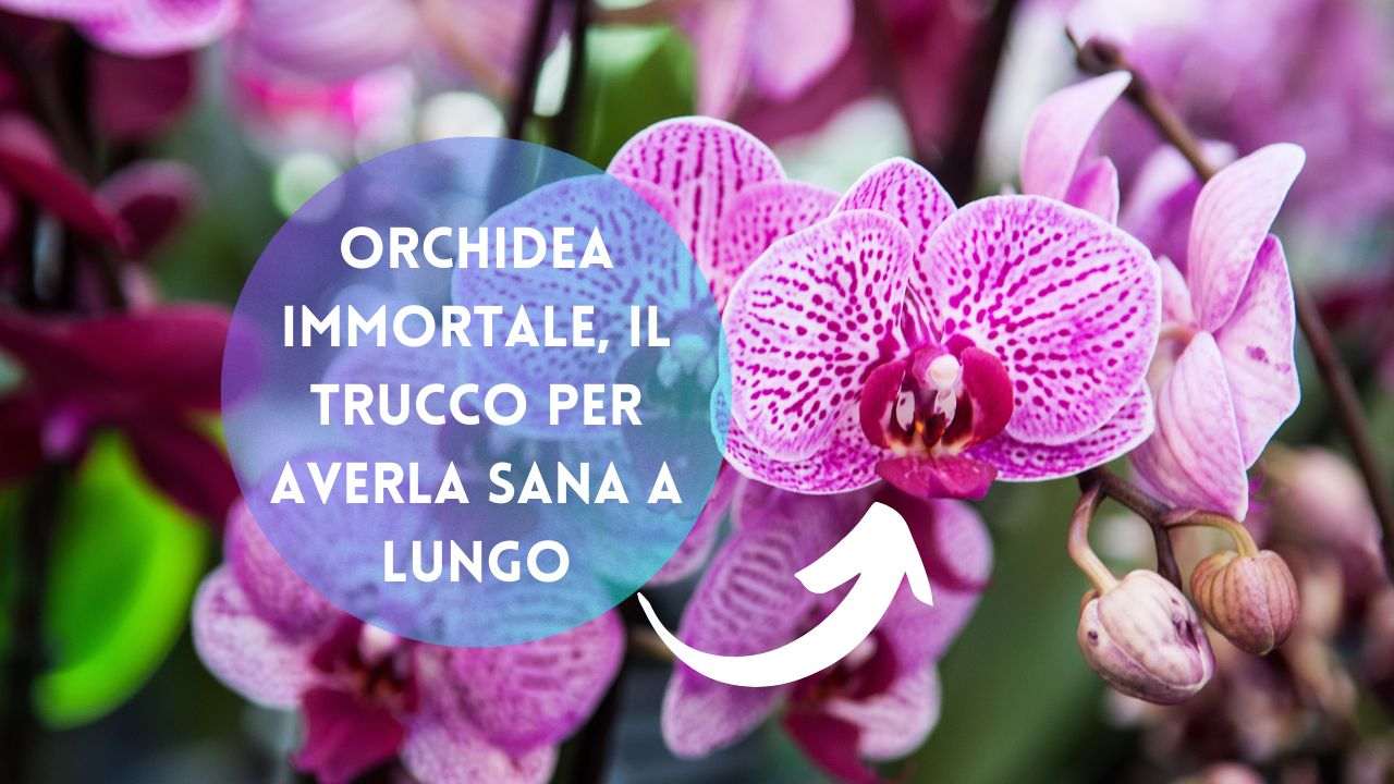 orchidea immortale trucco