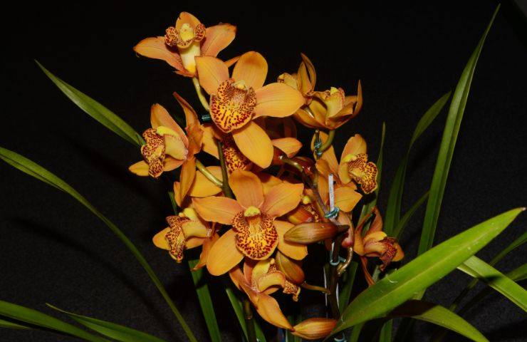 orchidea Cymbidium ambiente esterno