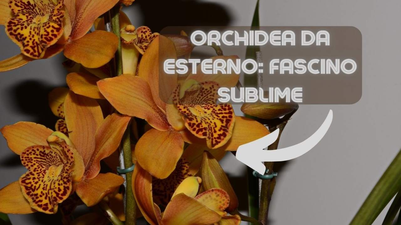 orchidea varietà esterno