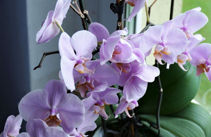 fertilizzante naturale orchidea