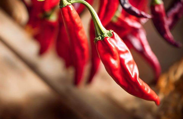 Peperoncino fresco pianta