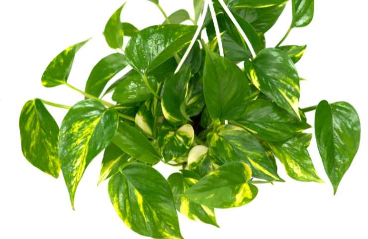 pianta Pothos attenzione errori